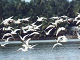 Bird Sanctuary