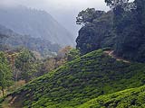 Devikulam