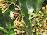 Spice Plantation