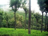 Ooty