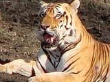 Tamilnadu Wildlife