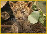 Eravikulam National Park