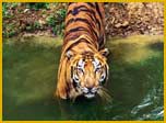Tiger at Ranthambore